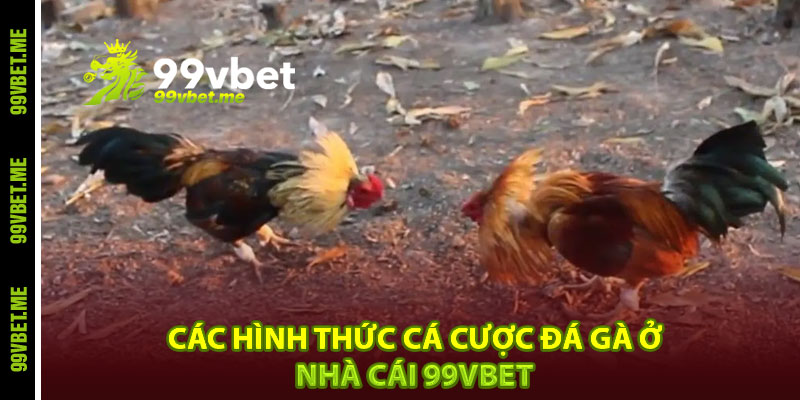 Các hình thức cá cược đá gà ở nhà cái 99vbet
