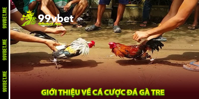 Giới thiệu về cá cược đá gà tre