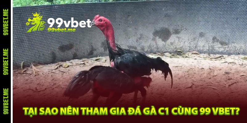 Tại sao nên tham gia đá gà C1 cùng 99 vbet?